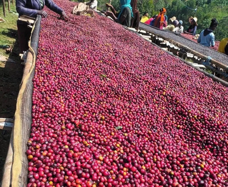 Sabores que el tiempo casi borró: El retorno de las variedades de café ancestrales a las mesas españolas